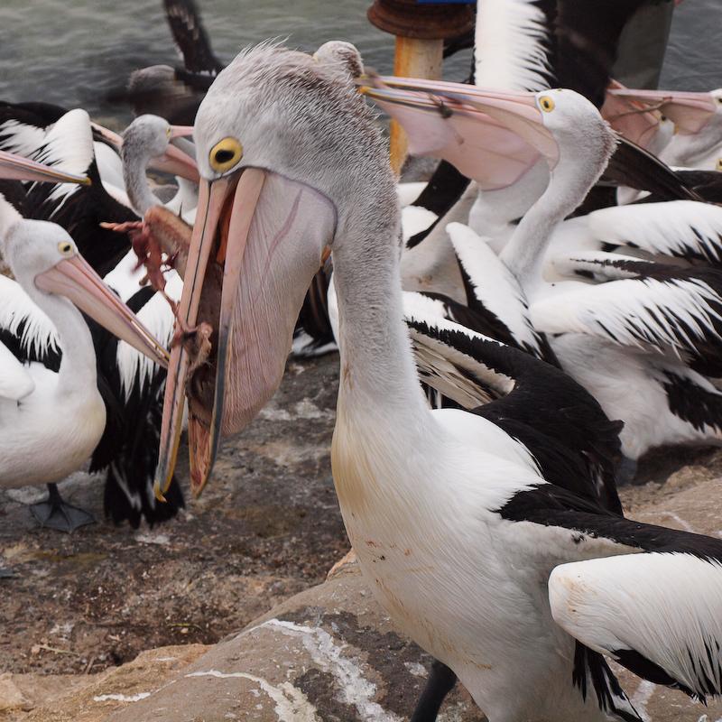 Pelicans are Messy Eaters, Kangaroo Island