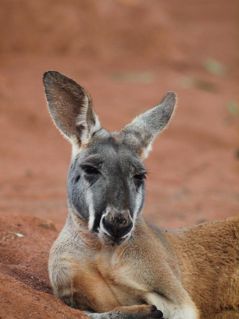 Red Kangaroo, Sydney