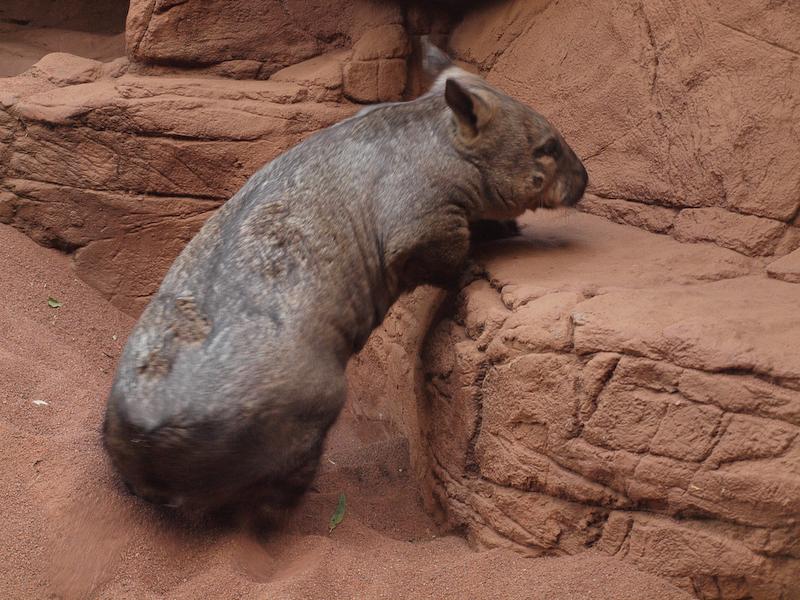 Common Wombat, Sydney