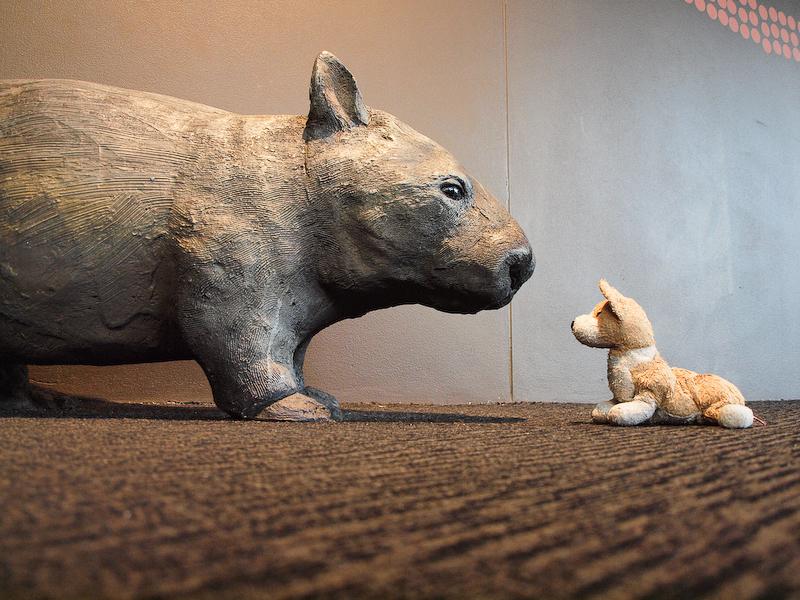 Cardiff with a Wombat, Sydney