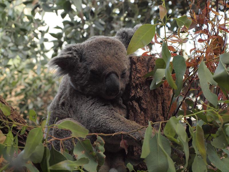 Snoozing Koala, Sydney