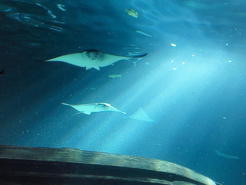 Manta Rays, Sydney