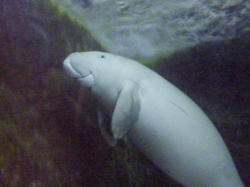 Dugong, Sydney