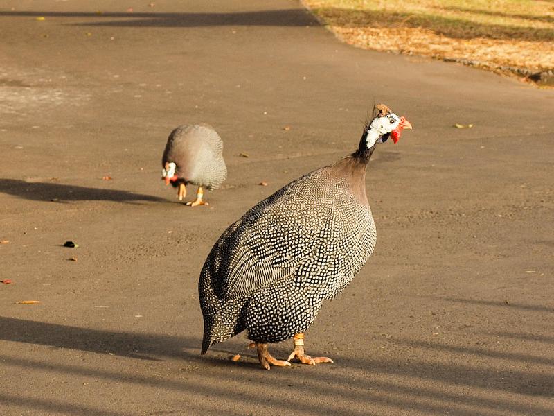 Guineafowl at Taronga Zoo, Sydney