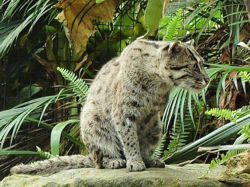 Fishing Cat at Taronga Zoo, Sydney