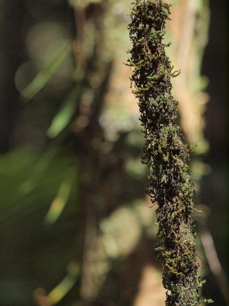 Old Palm, The Daintree