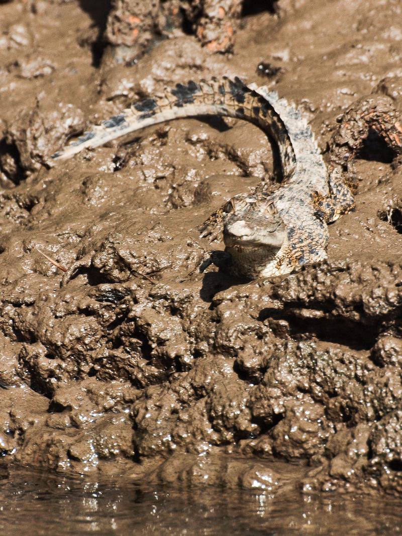 Baby Saltwater Crocodile, The Daintree