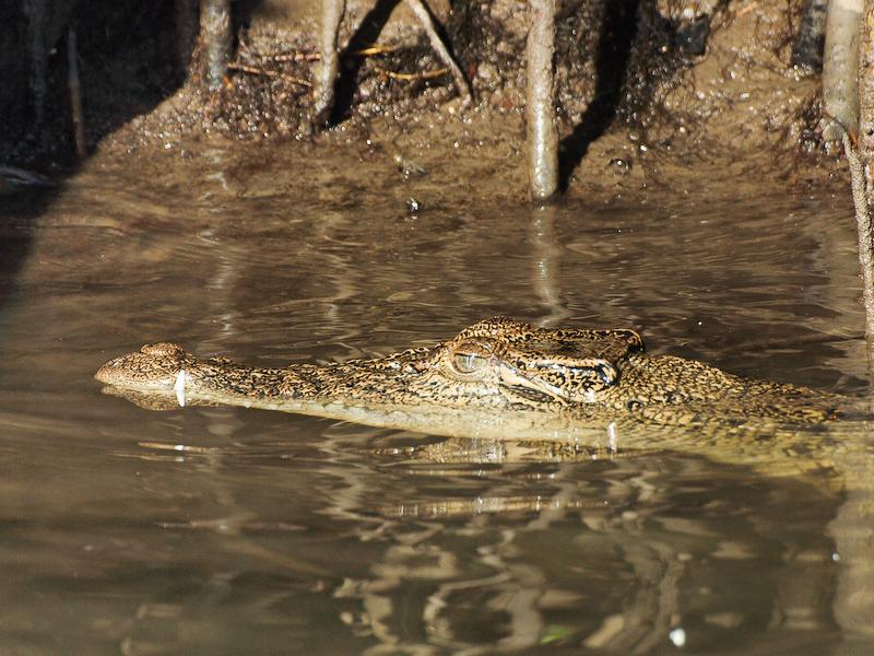 Juvenile Saltwater Crocodile, The Daintree