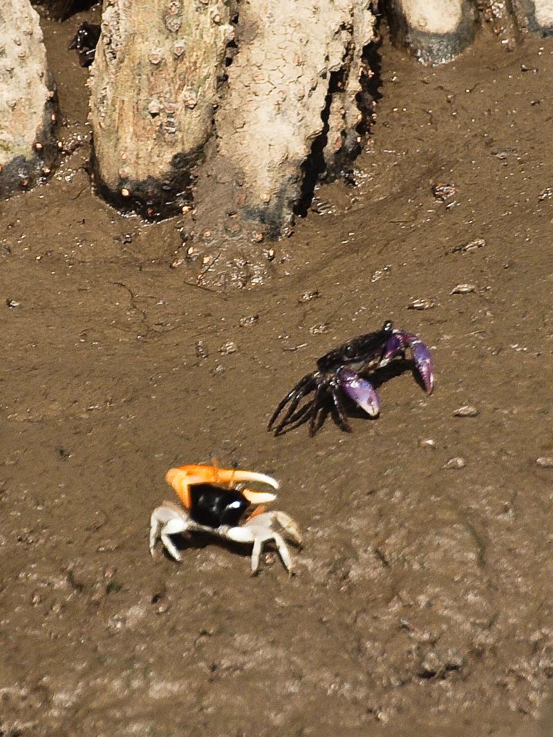 Crabs, The Daintree