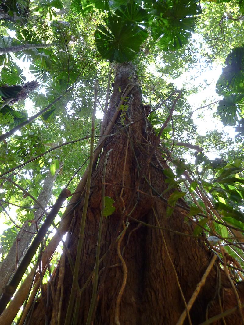 What are some types of trees in the rainforest?