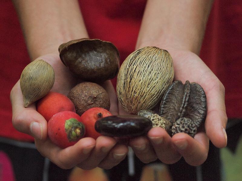 Forest Seeds, Daintree