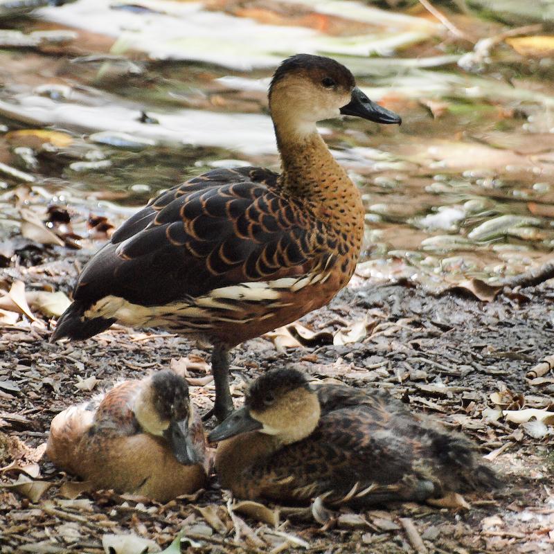 Mama and Ducklings, Port Douglas Mama and Ducklings, Port Douglas