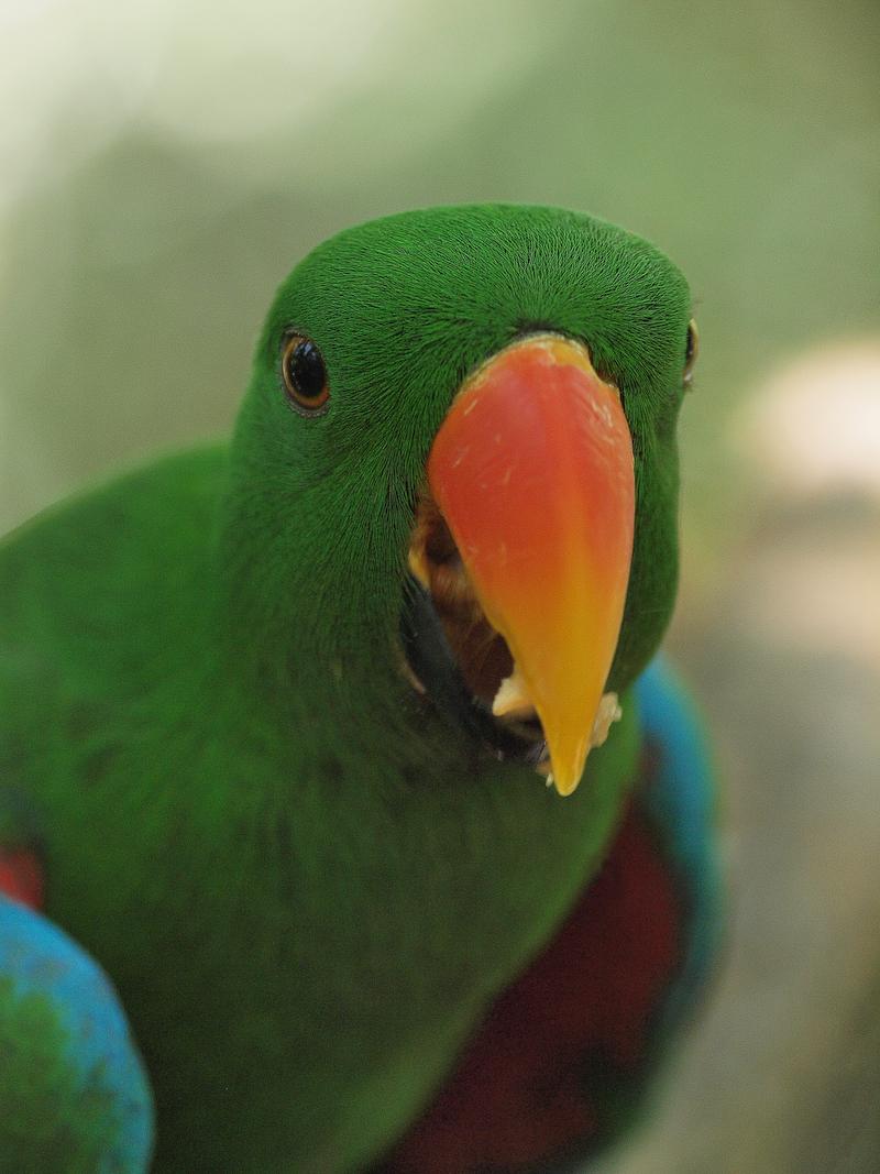 Male Eclectus Parrot, Port Douglas