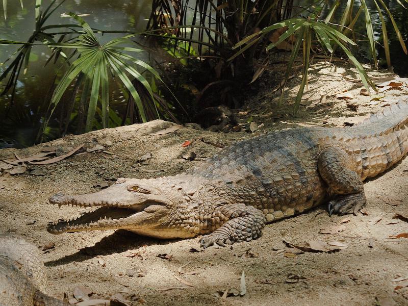 Freshie, Port Douglas