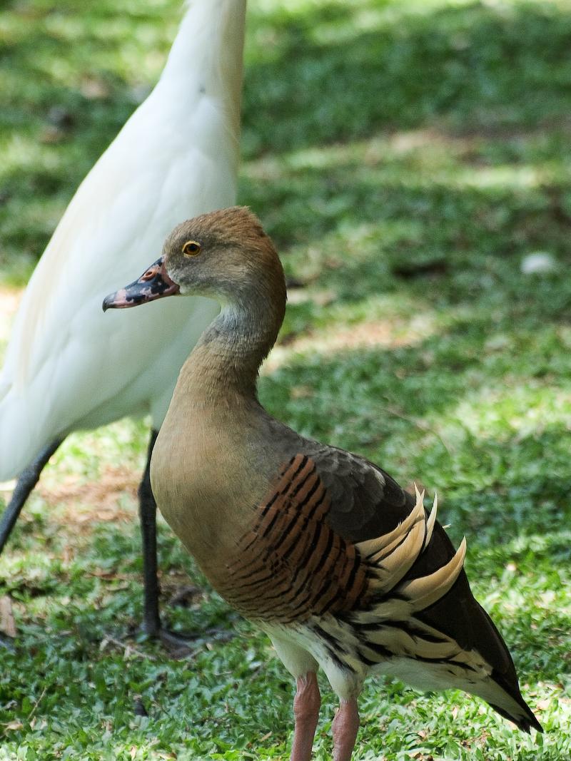 Plumed whistling duck, Port Douglas