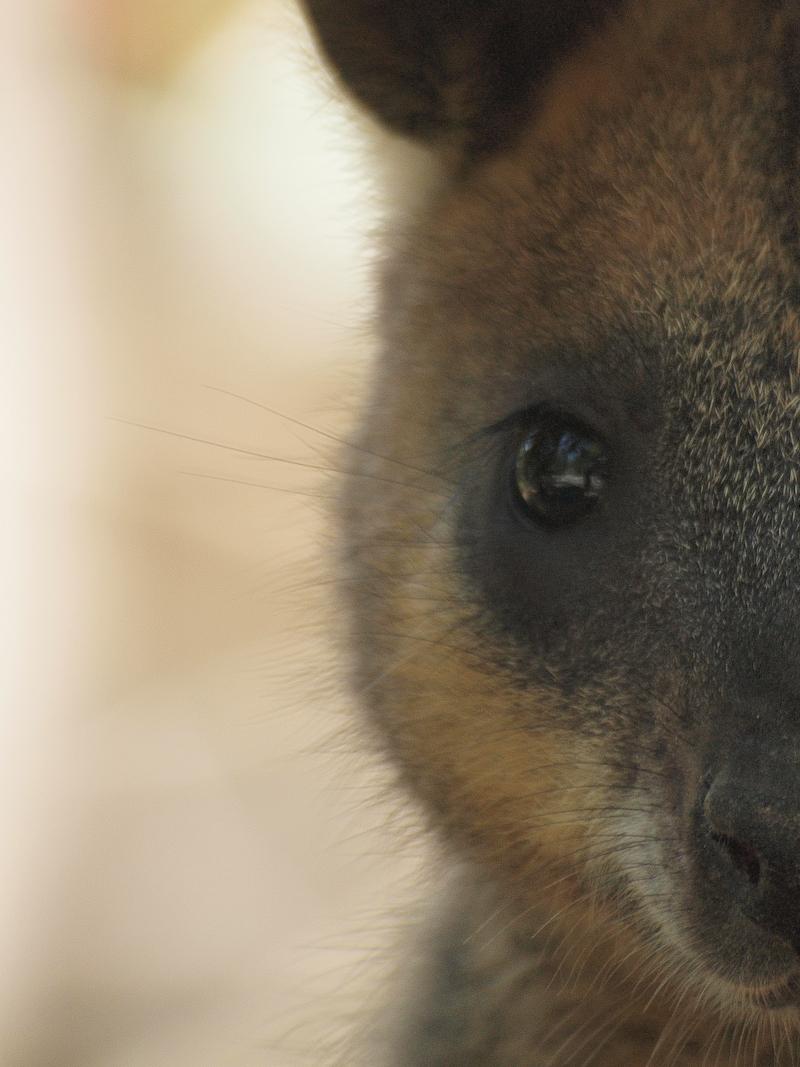 Swamp Wallaby, Port Douglas