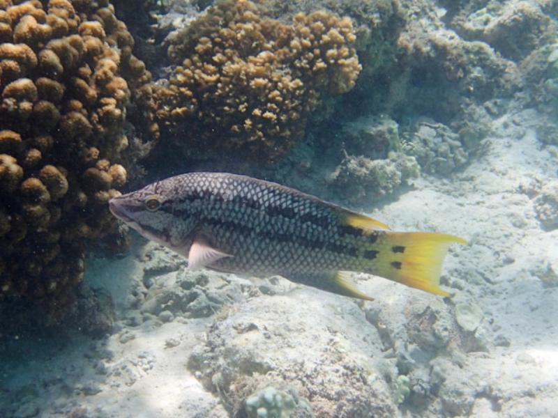 Mexican Hogfish, Espiritu Santo