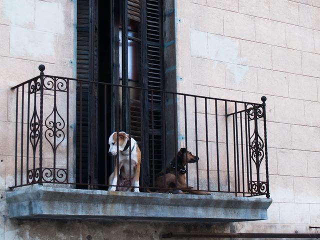 Dogs on a Balcony