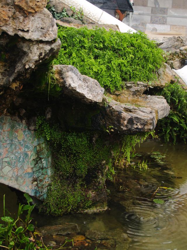 Moss, Parc Guell