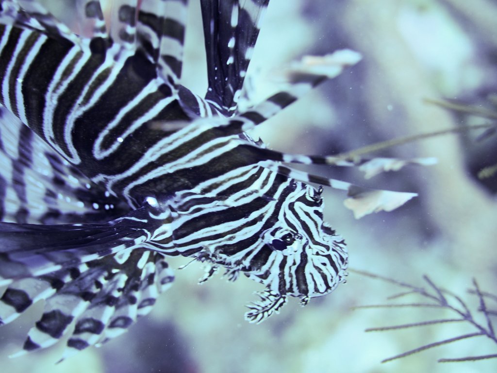 lionfish.jpg