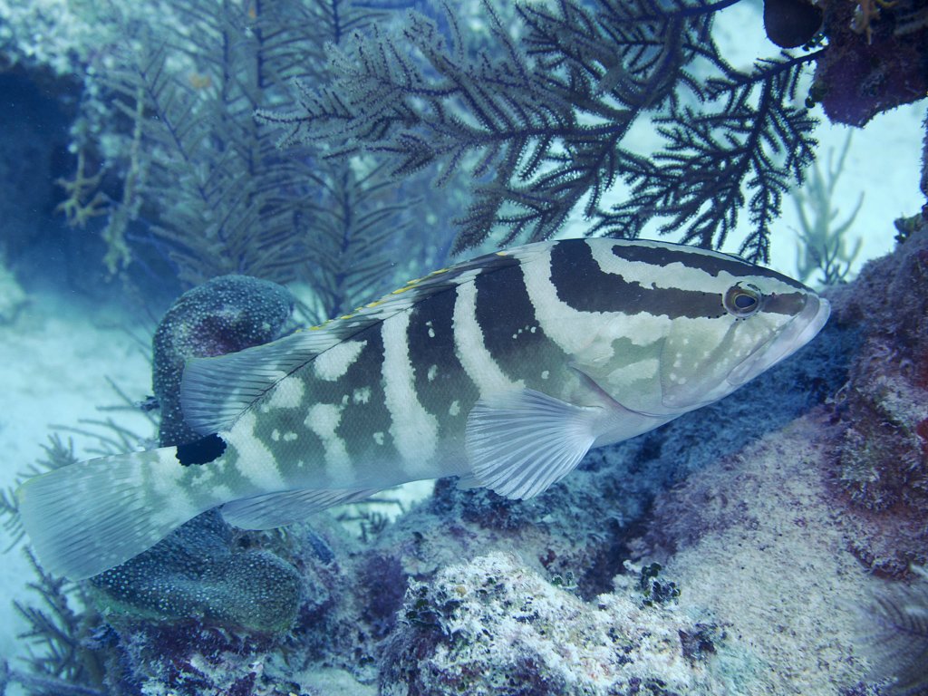 nassaugrouper.jpg