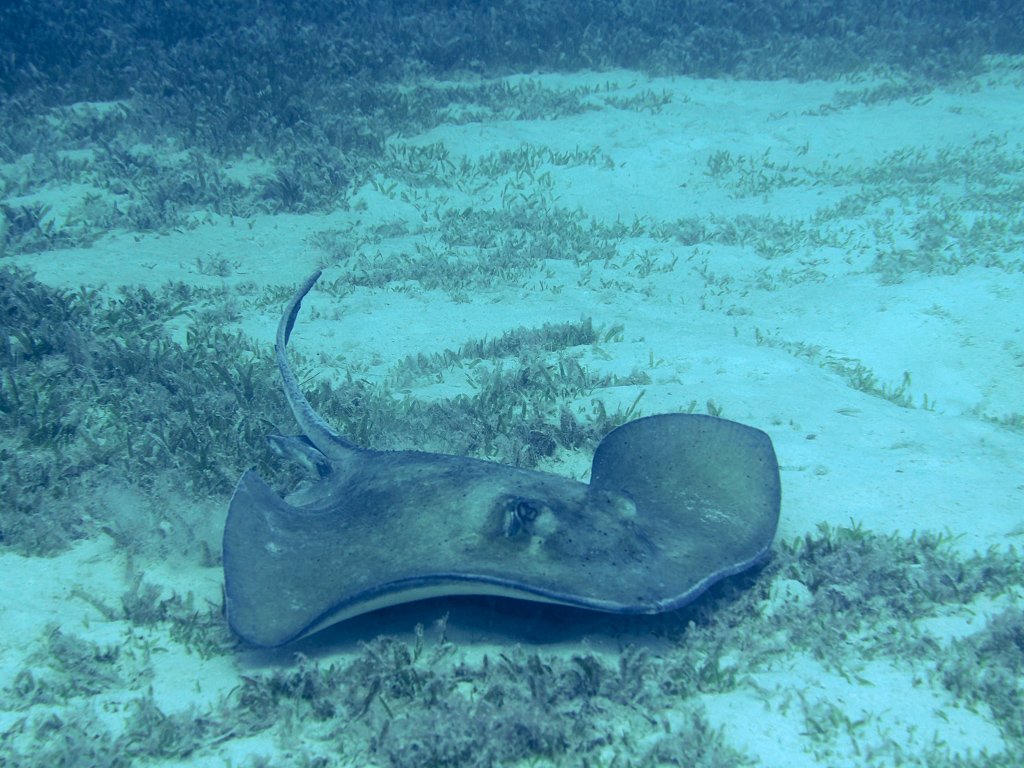 southernstingray.jpg