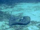 southernstingray_small.jpg