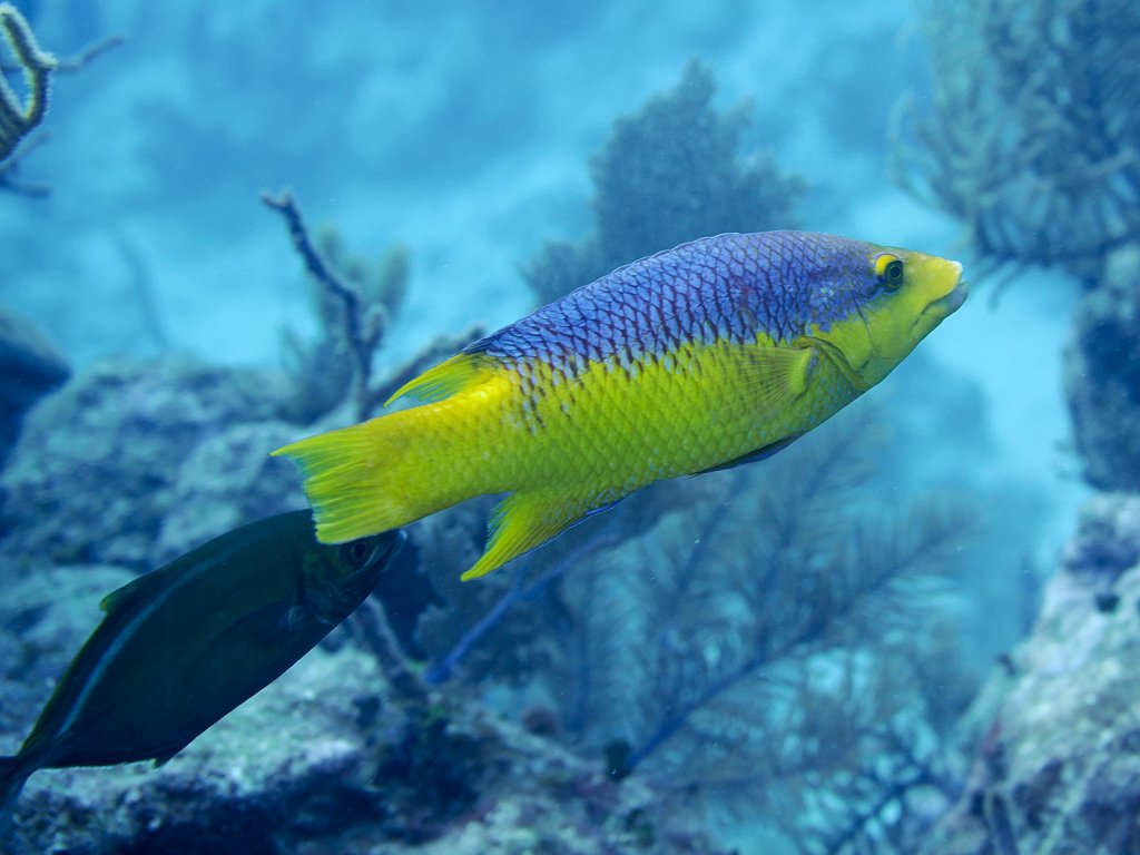 spanishhogfish.jpg