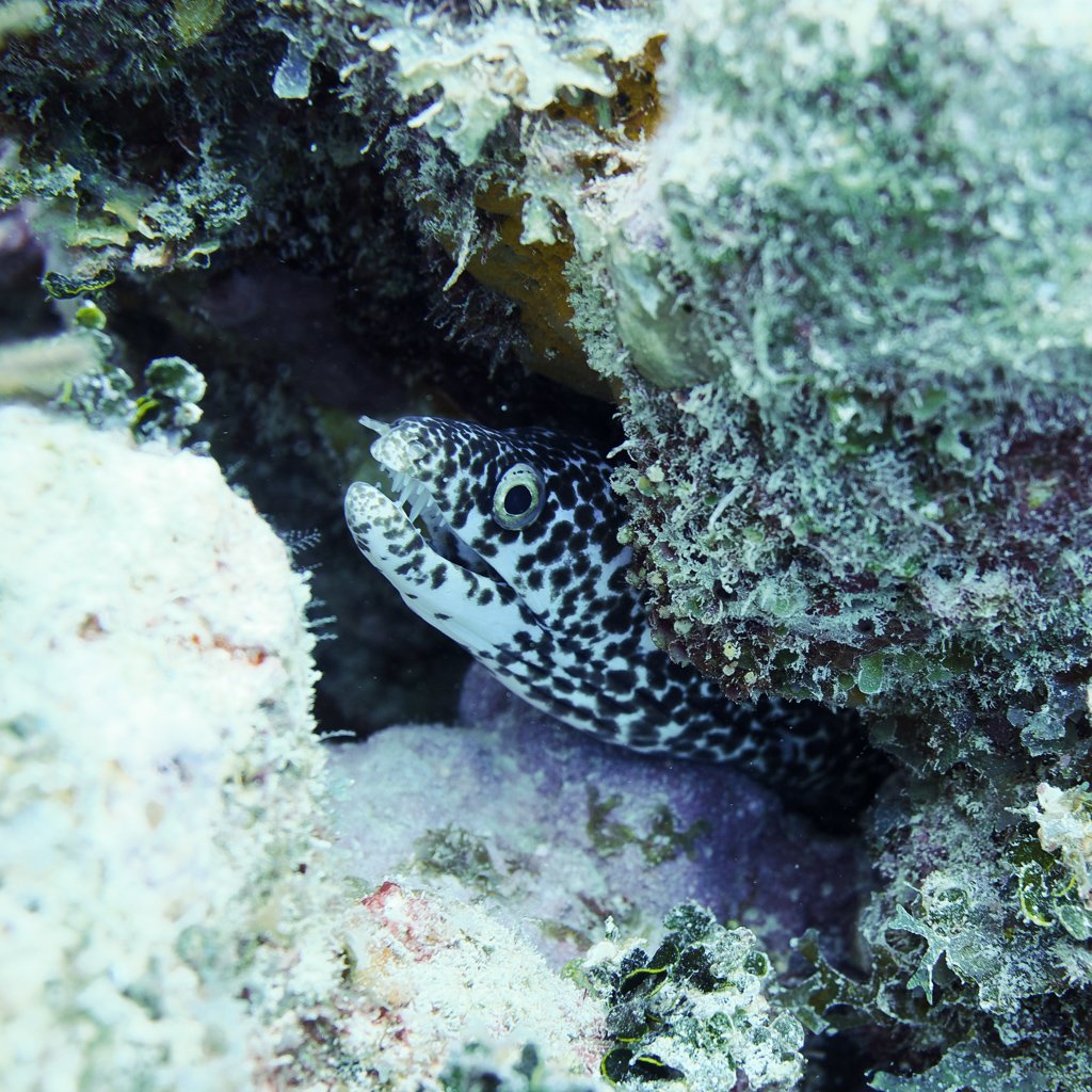 spottedmoray.jpg