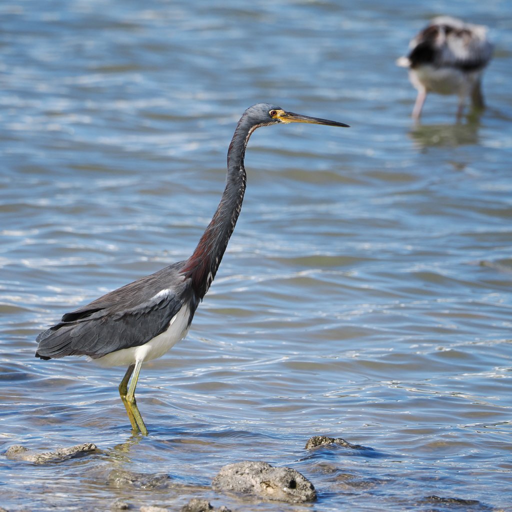 tricoloredheron.jpg