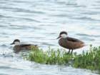 whitecheekedpintails_small.jpg