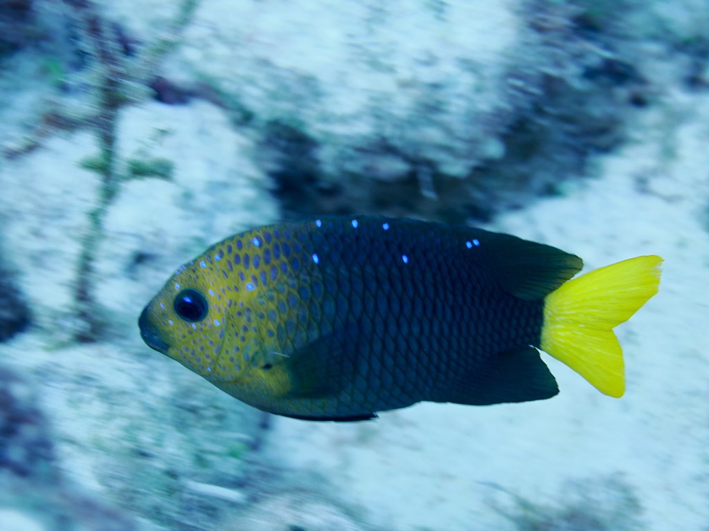yellowtaildamselfish.jpg