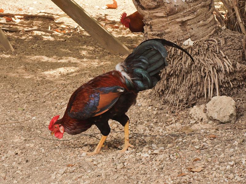 Rooster at Pedro St. James