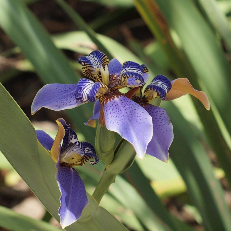 More orchids