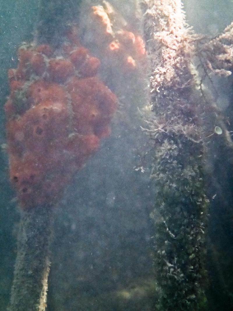 Underwater in the mangroves