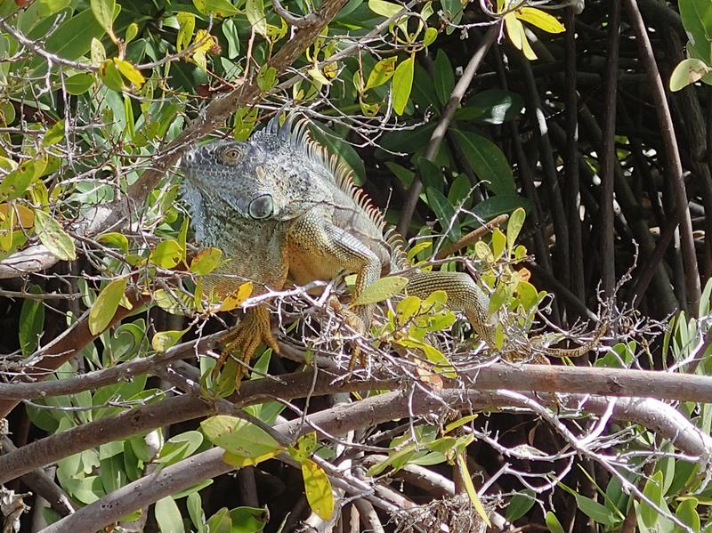 Green iguana in the mangroves