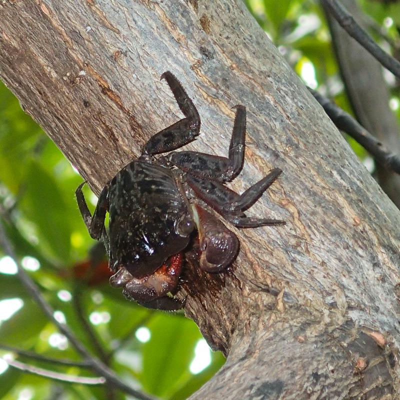 Tree Crab