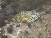 Blenny, Sunset Beach, Oahu