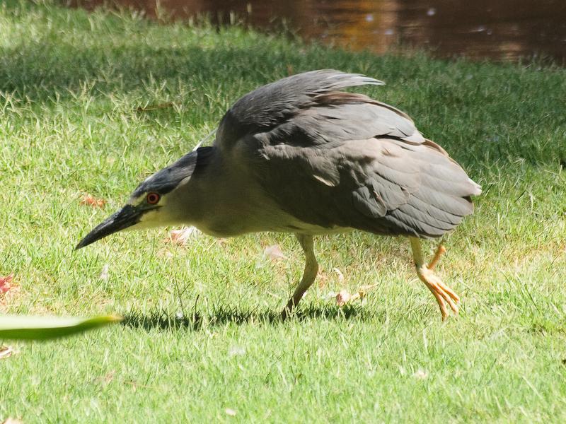 Black-Crowned Night Heron, Honolulu Zoo, Oahu