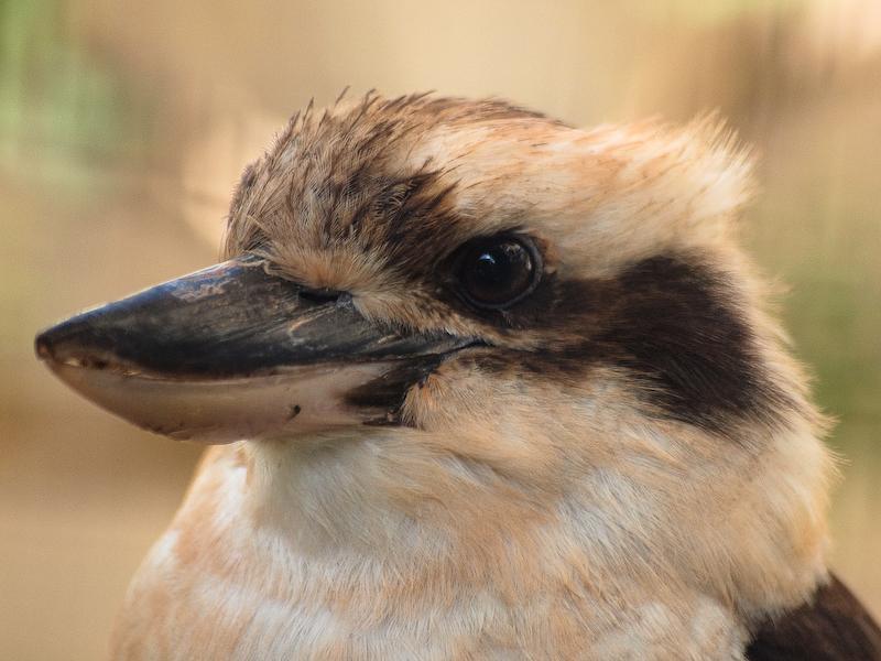 Kookaburra, Honolulu Zoo, Oahu