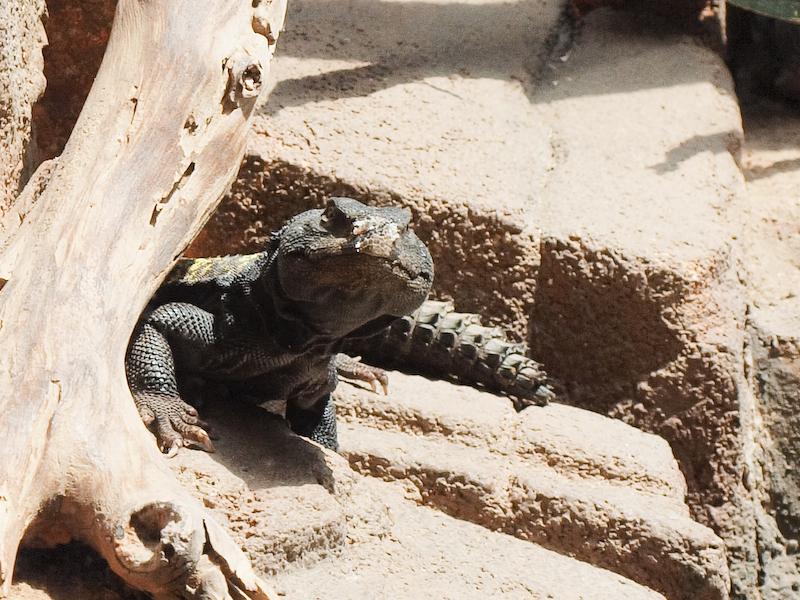 Gidgee Skink, Honolulu Zoo, Oahui