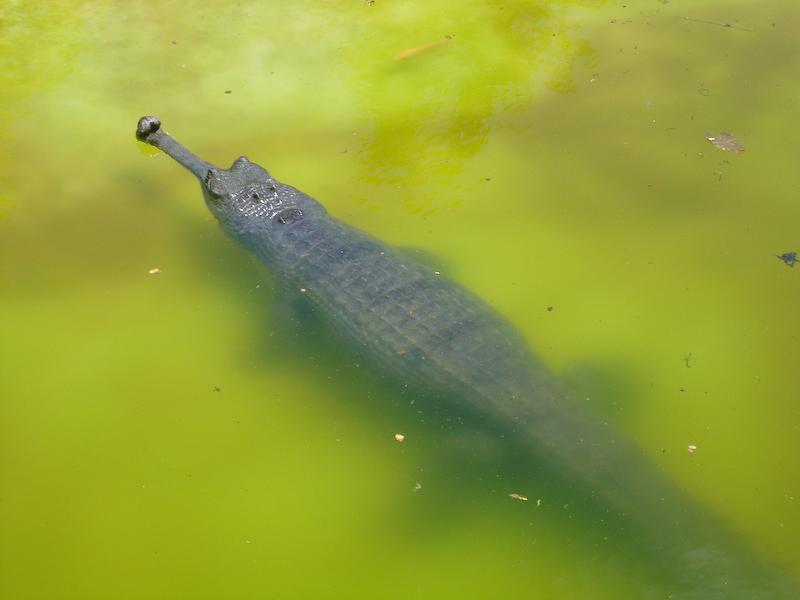 Gharial, Honolulu Zoo, Oahu