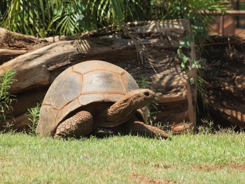 Galapagos Tortoise, Honolulu Zoo, Oahu