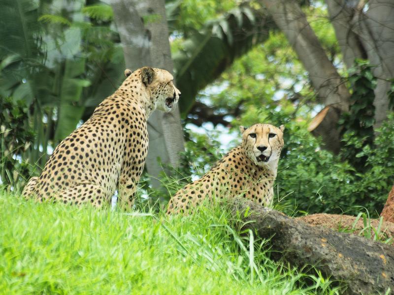 Cheetahs, Honolulu Zoo, Oahu
