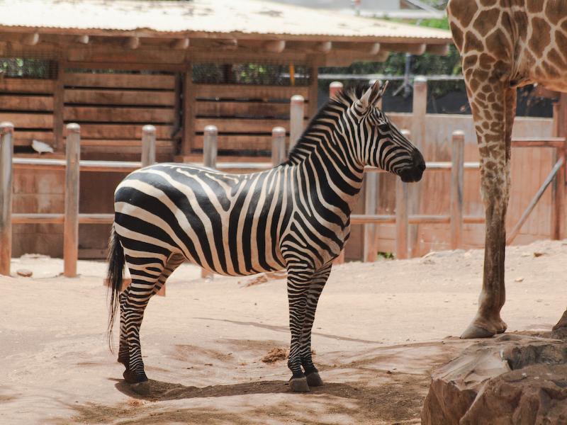 Zebra & Giraffe, Honolulu Zoo, Oahu - Jess & Jer's Pictures From Hawaii
