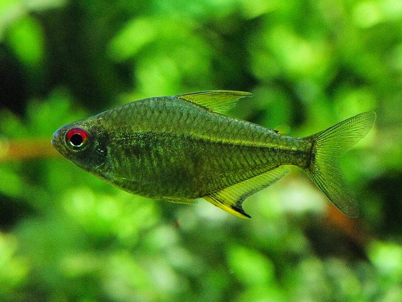 Red Eye Tetra, Waikiki Aquarium, Oahui