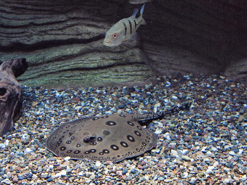 Spotted Stingray, Waikiki Aquarium. Oahu