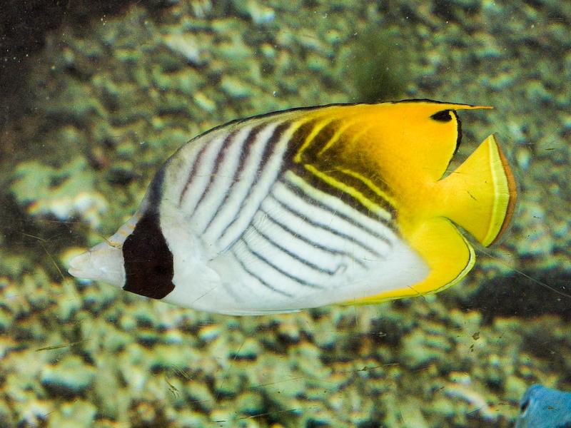 Threadfish Butterflyfish, Wakiki Aquarium, Oahu