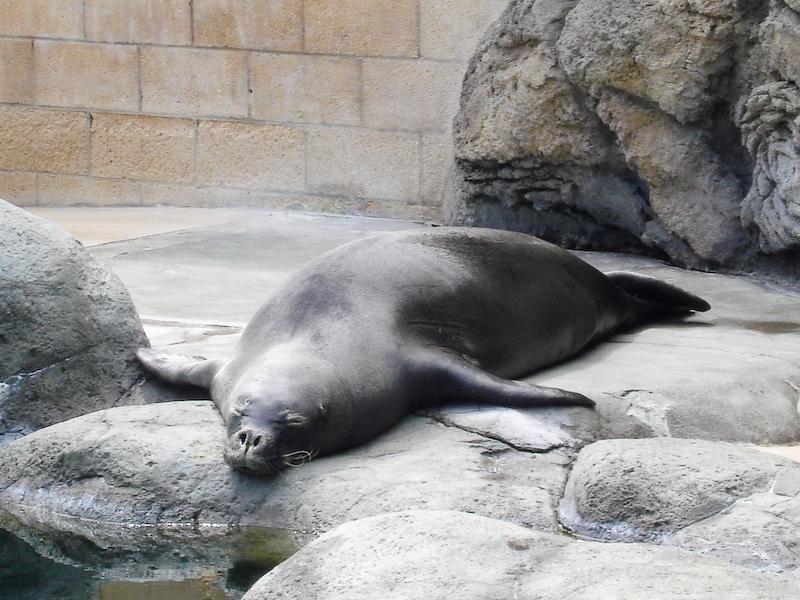 Hawaiian Monk Seal, Waikiki Aquarium, Oahu