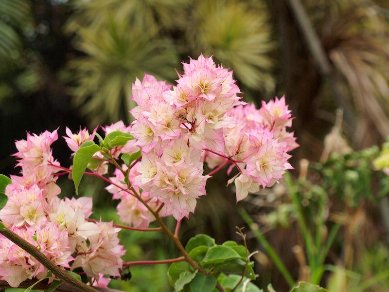 Pretty Pink Flowers Island Jess Jer S Pictures From Hawaii Pretty Pink Flowers Island